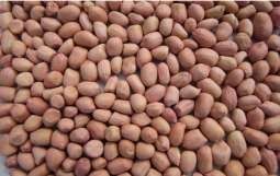 Peanut Variety 55-437 Growth Cycle 90 Days Growth Habit Upright Seed Color Light Pink Drought Tolerance Good Yield After Hulling 75%